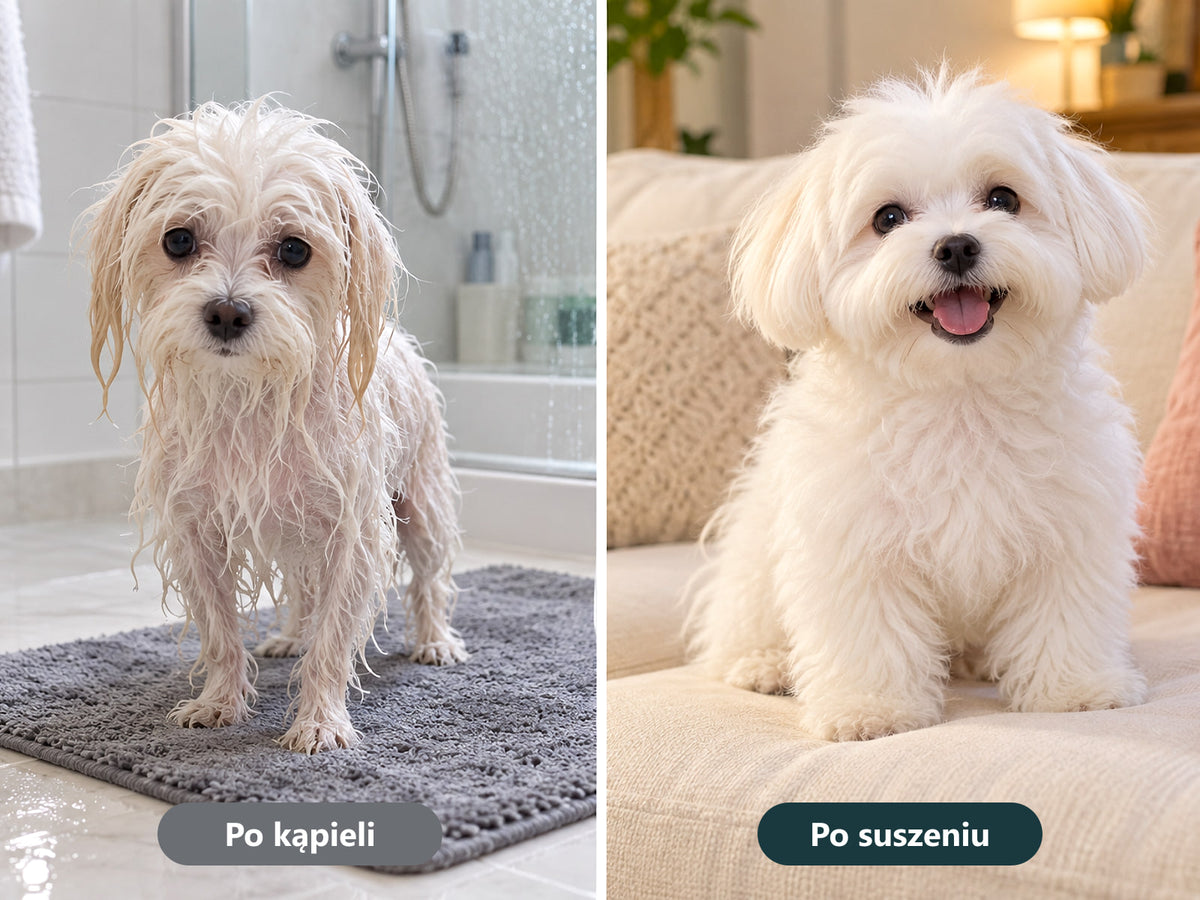 Pies po kąpieli i po suszeniu: przed i po